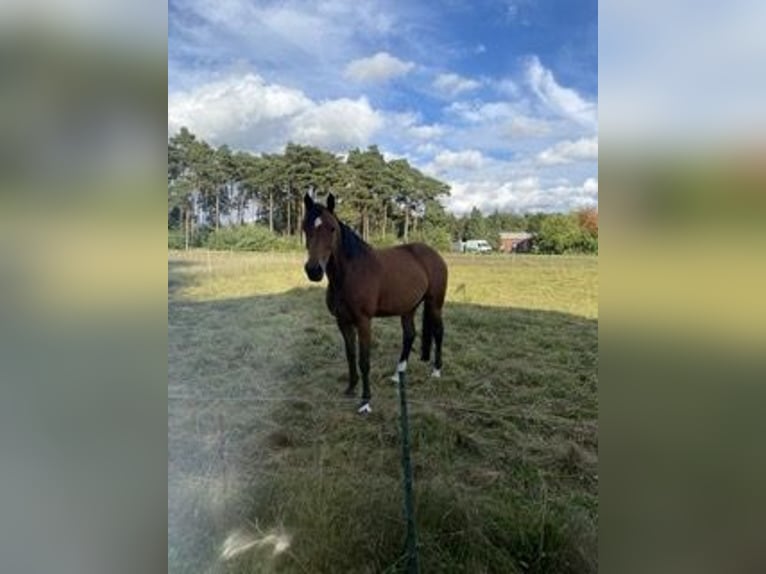 Westfaal Merrie 9 Jaar 167 cm Bruin in Steinhagen