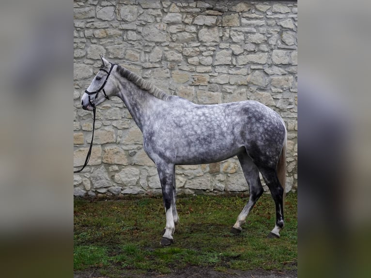 Westfaal Merrie 9 Jaar 167 cm Schimmel in Hof am Leithaberge
