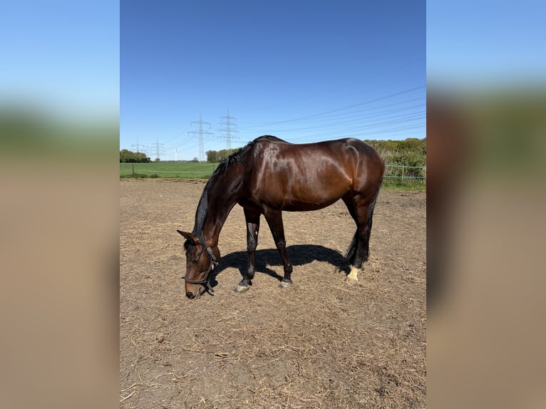 Westfaal Merrie 9 Jaar 168 cm Bruin in Herten