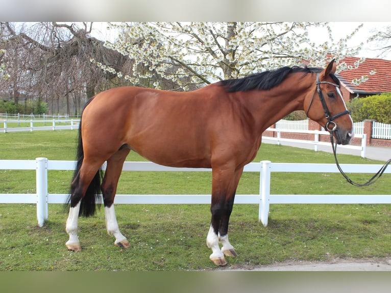 Westfaal Merrie 9 Jaar 168 cm Bruin in Bad Laer