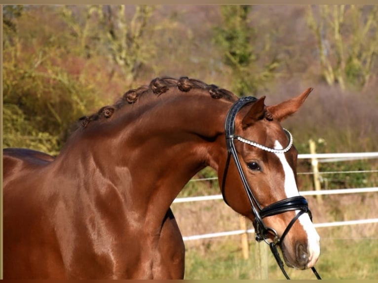 Westfaal Merrie 9 Jaar 168 cm Donkere-vos in Neuss