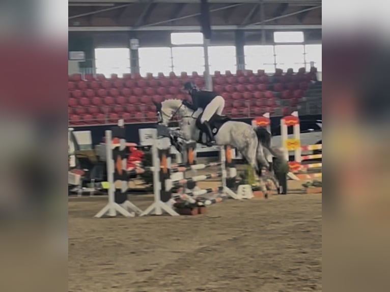 Westfaal Merrie 9 Jaar 168 cm Schimmel in Rhede