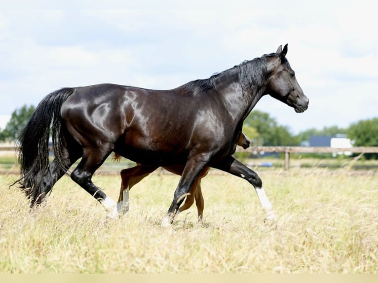 Westfaal Merrie 9 Jaar 168 cm Zwartbruin in Olfen