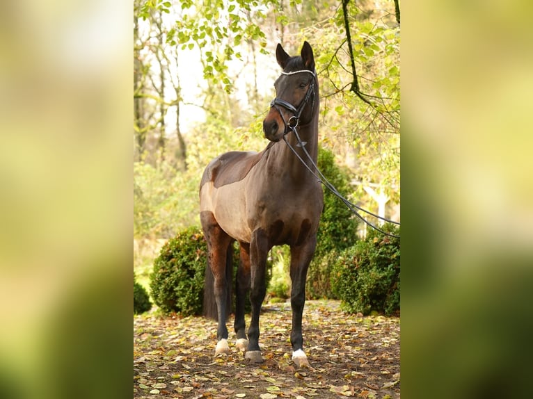 Westfaal Merrie 9 Jaar 169 cm Donkerbruin in Dorsten