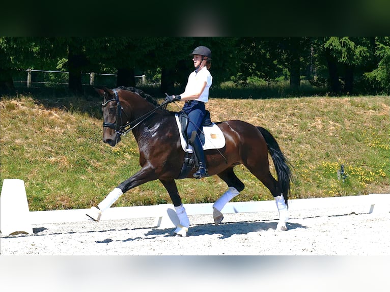 Westfaal Merrie 9 Jaar 169 cm Donkerbruin in Freiensteinau