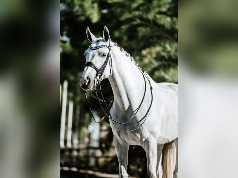 Westfaal Merrie 9 Jaar 169 cm Schimmel in Ludwigsfelde
