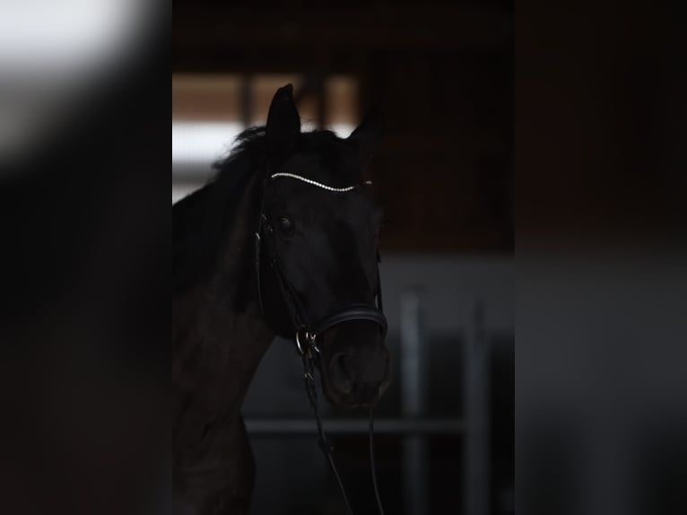 Westfaal Merrie 9 Jaar 170 cm Zwartbruin in Calden, Fürstenwald