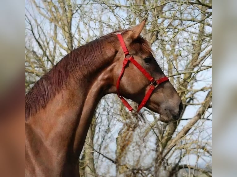 Westfaal Merrie 9 Jaar 171 cm Donkere-vos in Frankenberg (Eder)
