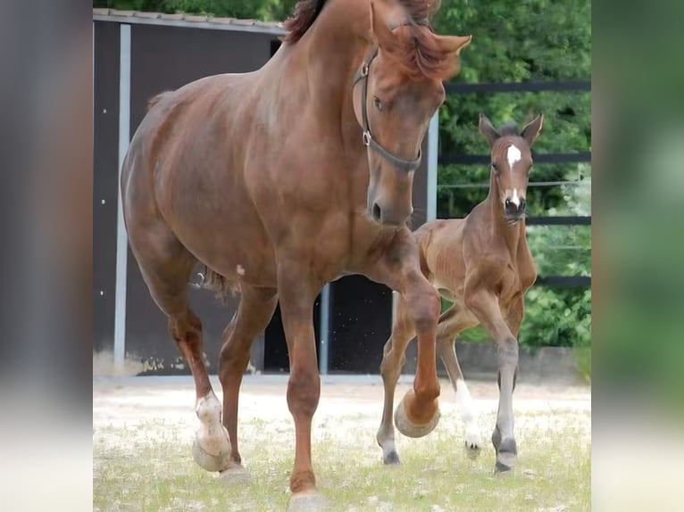 Westfaal Merrie 9 Jaar 171 cm Donkere-vos in Frankenberg (Eder)