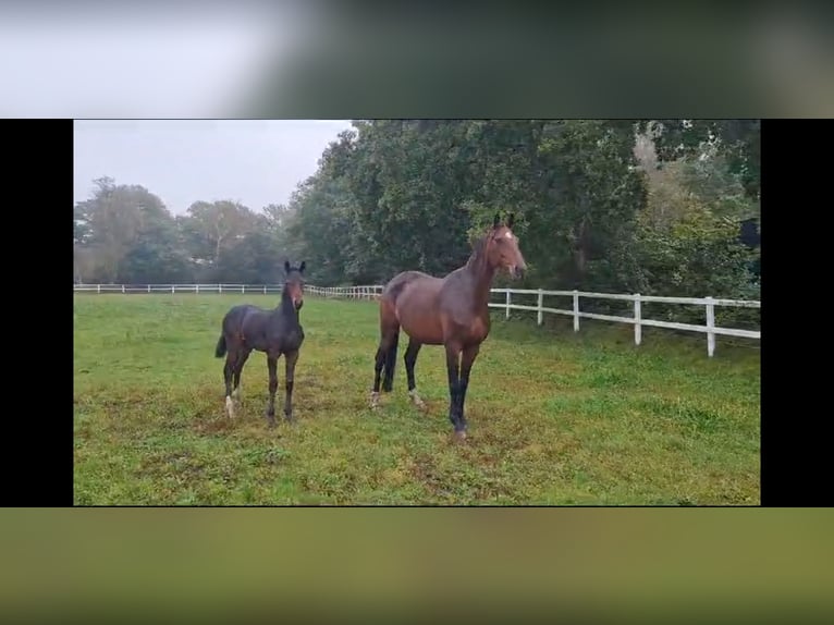 Westfaal Merrie 9 Jaar 172 cm Bruin in Bramstedt