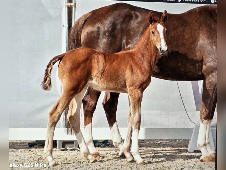 Westfaal Merrie 9 Jaar 172 cm Donkere-vos in Dornburg