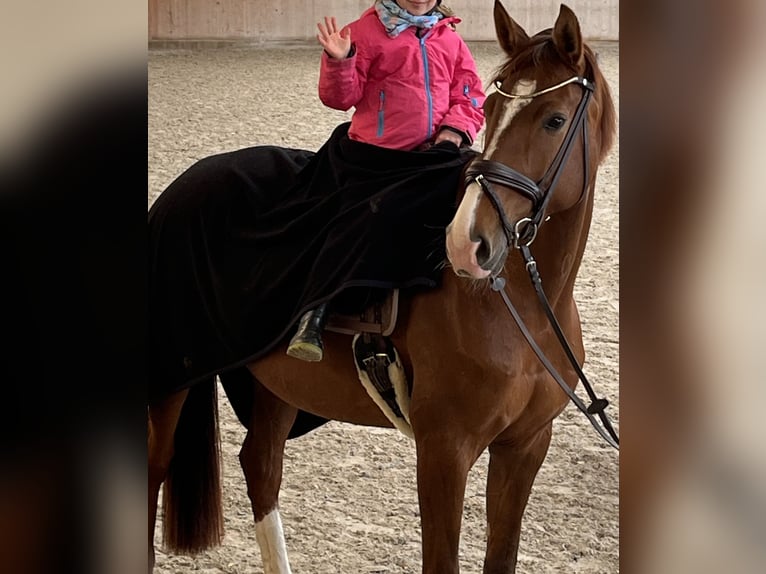 Westfaal Merrie 9 Jaar 173 cm Donkere-vos in Erzhausen
