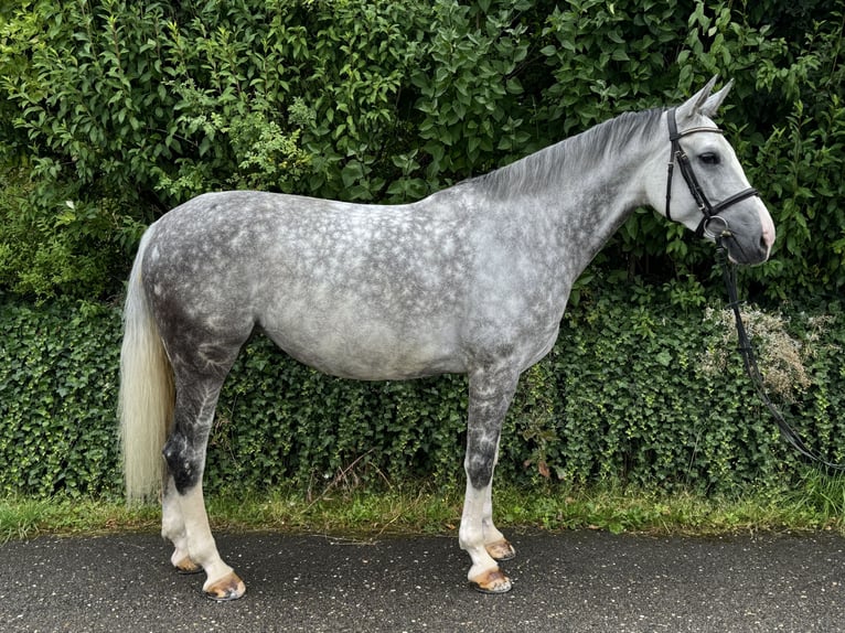 Westfaal Merrie 9 Jaar 173 cm Schimmel in Horb am Neckar