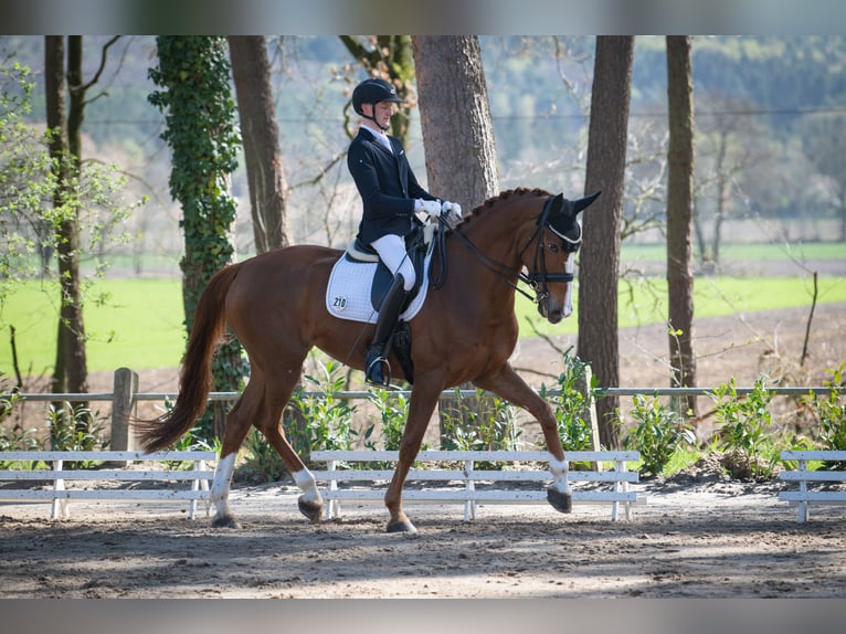 Westfaal Merrie 9 Jaar 173 cm Vos in Bersenbr&#xFC;ck