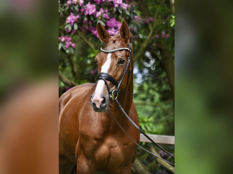 Westfaal Merrie 9 Jaar 173 cm Vos in Bersenbr&#xFC;ck