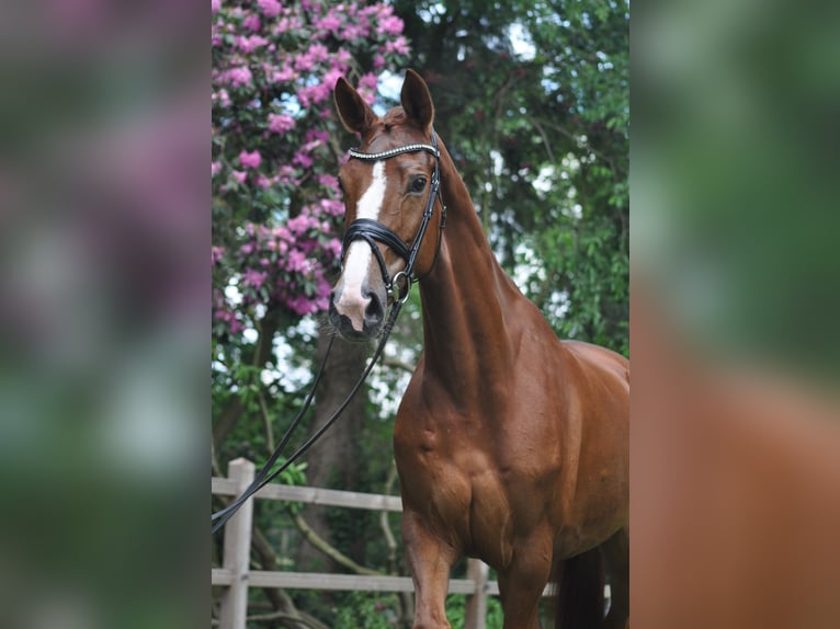 Westfaal Merrie 9 Jaar 173 cm Vos in Bersenbr&#xFC;ck