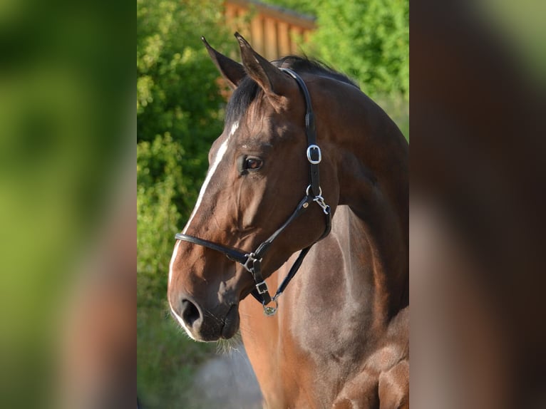 Westfaal Merrie 9 Jaar 174 cm Bruin in Goldbach