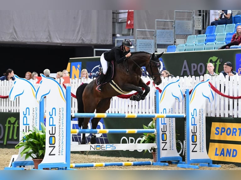 Westfaal Merrie 9 Jaar 174 cm Bruin in Goldbach