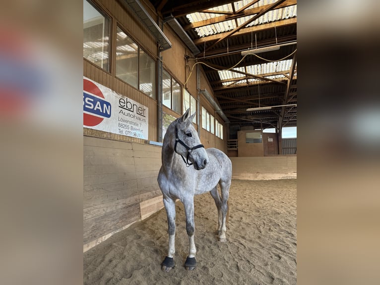Westfaal Merrie 9 Jaar 178 cm Schimmel in Weingarten
