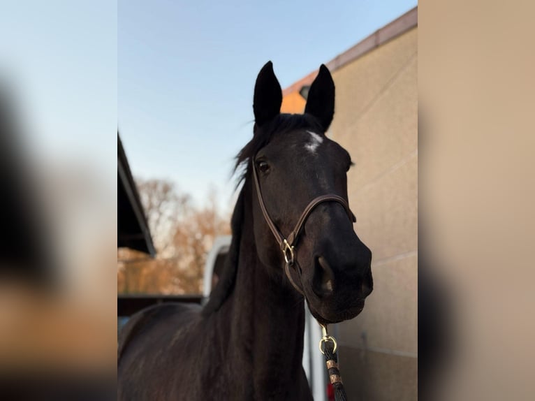 Westfaal Merrie 9 Jaar Zwartbruin in Felletin