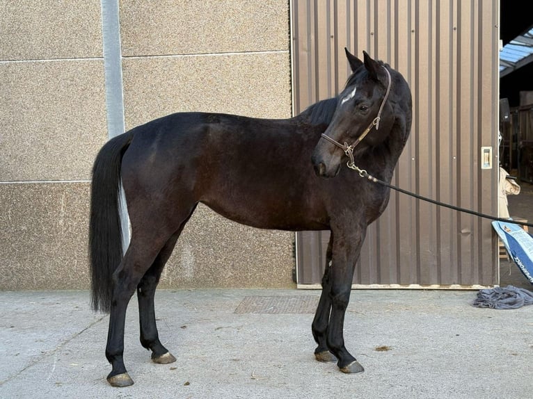 Westfaal Merrie 9 Jaar Zwartbruin in Felletin