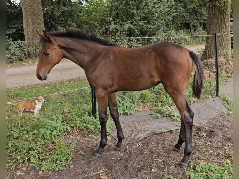 Westfaal Merrie Veulen (04/2025) 110 cm Donkerbruin in Delbr&#xFC;ck