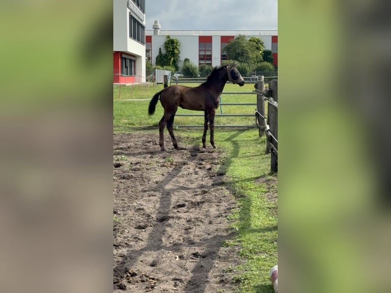 Westfaal Merrie Veulen (04/2025) 140 cm Donkerbruin in Bad Lippspringe