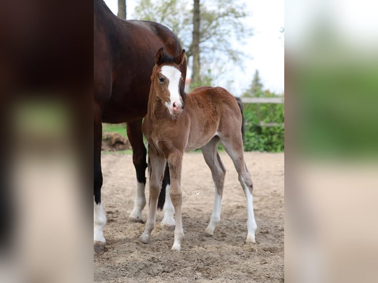 Westfaal Merrie Veulen (03/2026) 155 cm Bruin in Neuenkirchen-Vörden
