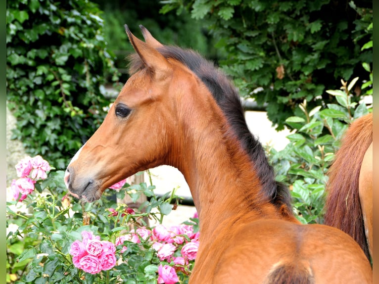 Westfaal Merrie veulen (05/2024) 165 cm Bruin in Cappeln (Oldenburg)