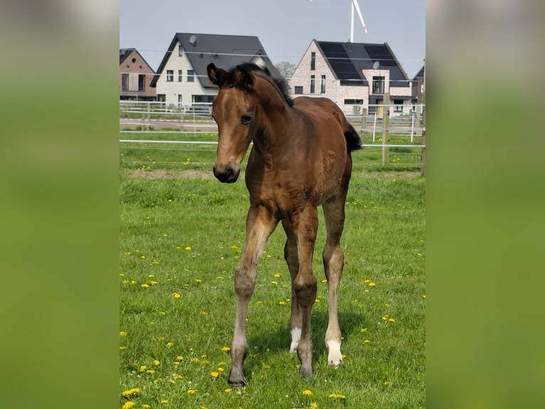 Westfaal Merrie Veulen (03/2026) 165 cm Bruin in Horstmar