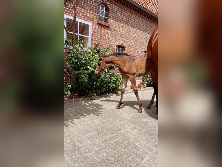 Westfaal Merrie  165 cm Bruin in Billerbeck
