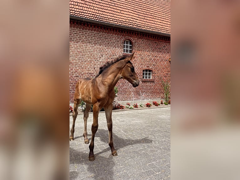 Westfaal Merrie  165 cm Bruin in Billerbeck