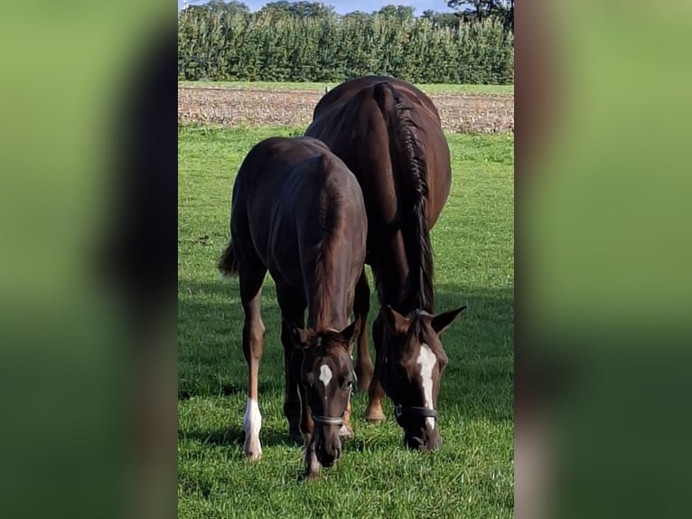 Westfaal Merrie Veulen (06/2026) 167 cm Donkere-vos in Hopsten
