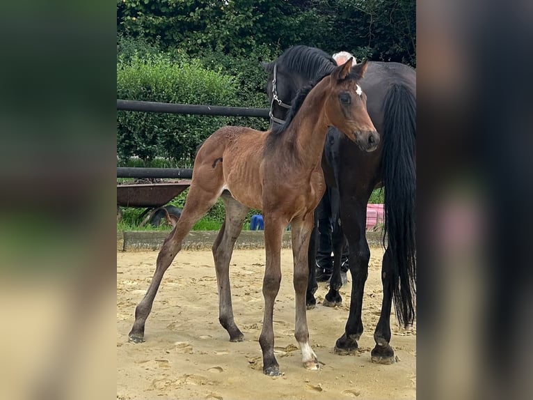 Westfaal Merrie Veulen (06/2025) 168 cm Donkerbruin in Remscheid