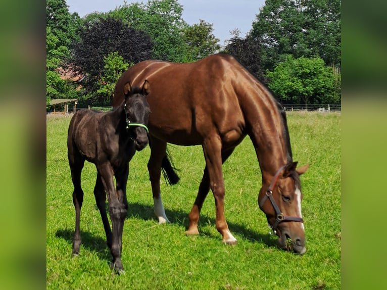 Westfaal Merrie veulen (05/2024) 168 cm Zwart in Hopsten