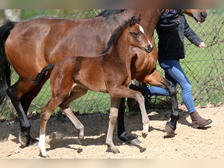 Westfaal Merrie Veulen (03/2026) 169 cm Bruin in Kutenholz