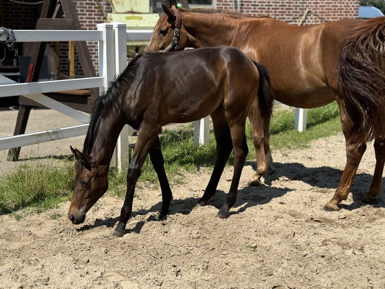 Westfaal Merrie veulen (02/2024) 169 cm Bruin in Greven