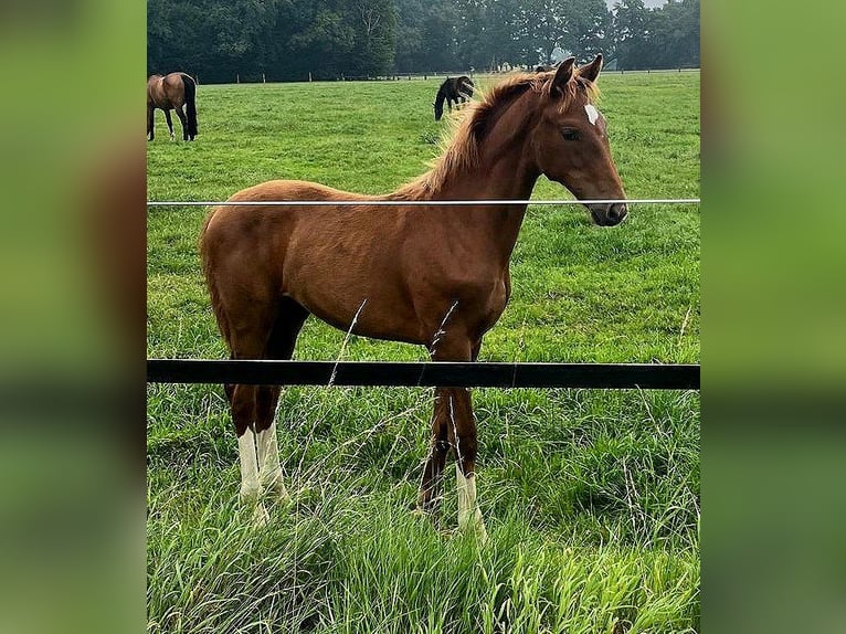 Westfaal Merrie veulen (03/2024) 169 cm Donkere-vos in Telgte