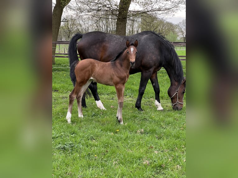 Westfaal Merrie veulen (03/2024) 170 cm Bruin in Reken