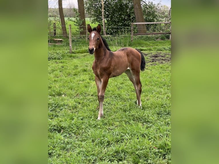 Westfaal Merrie veulen (03/2024) 170 cm Bruin in Reken