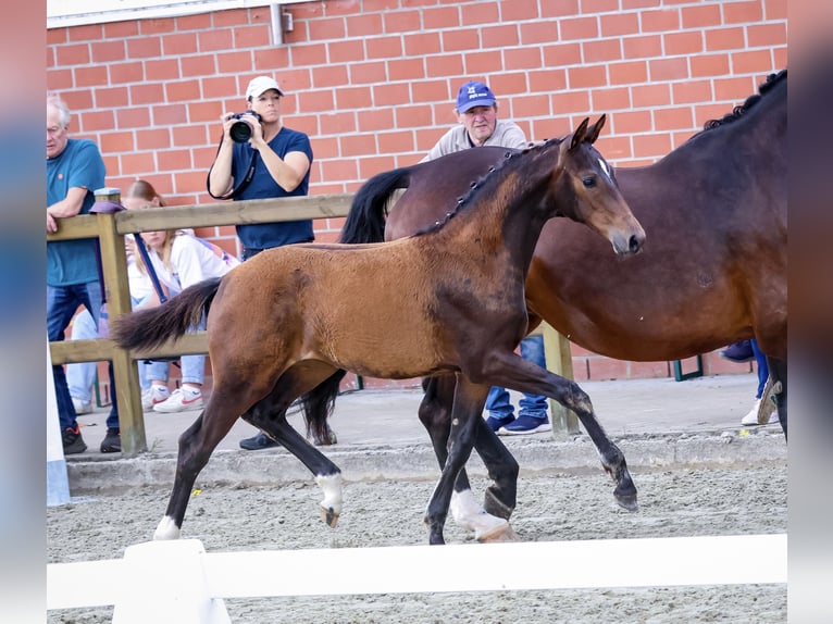 Westfaal Merrie veulen (03/2024) 170 cm Bruin in Reken