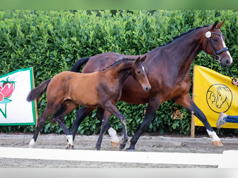 Westfaal Merrie veulen (03/2024) 170 cm Bruin in Reken