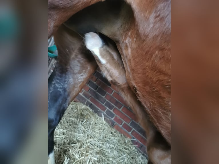 Westfaal Merrie Veulen (02/2026) 170 cm Bruin in Hamm