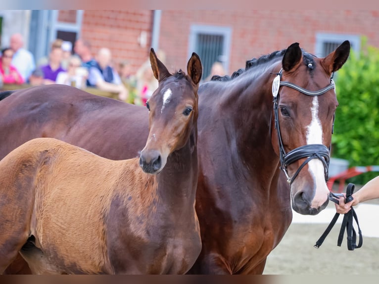 Westfaal Merrie veulen (03/2024) 170 cm Bruin in Reken