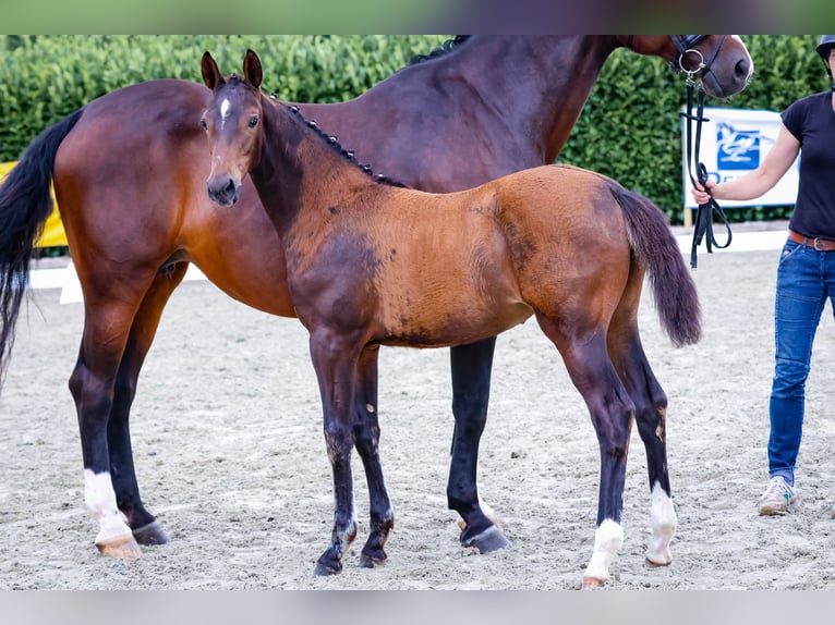 Westfaal Merrie veulen (03/2024) 170 cm Bruin in Reken