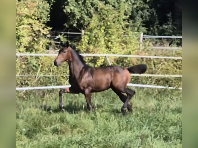 Westfaal Merrie Veulen (04/2025) 170 cm Donkerbruin in G&#xFC;tersloh