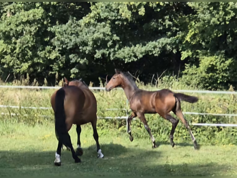 Westfaal Merrie Veulen (04/2025) 170 cm Donkerbruin in G&#xFC;tersloh
