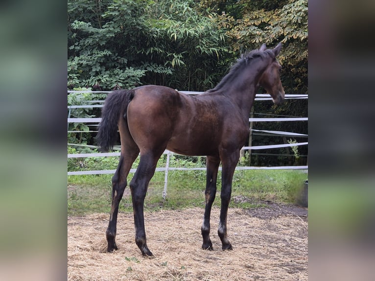 Westfaal Merrie Veulen (04/2025) 170 cm Donkerbruin in G&#xFC;tersloh