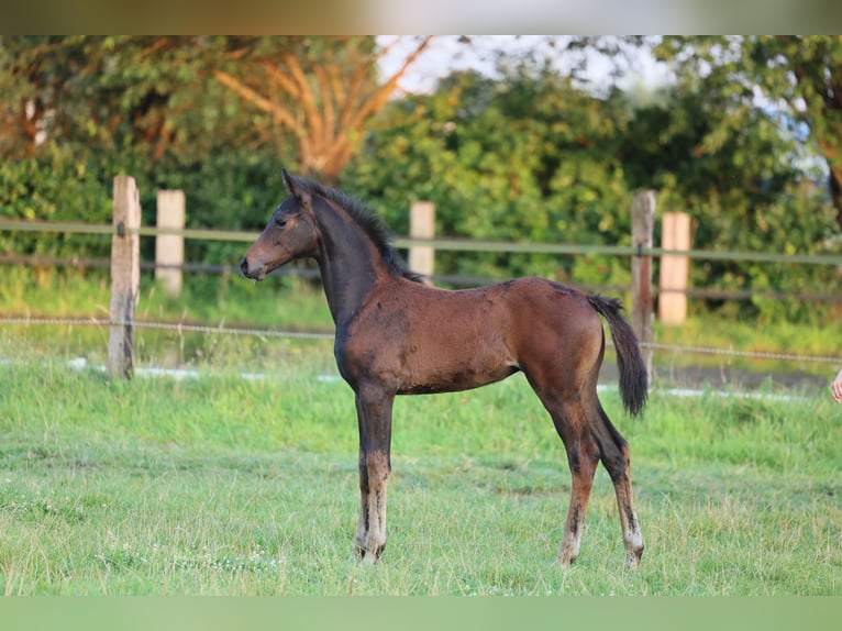 Westfaal Merrie veulen (05/2024) 170 cm Donkerbruin in Lippstadt