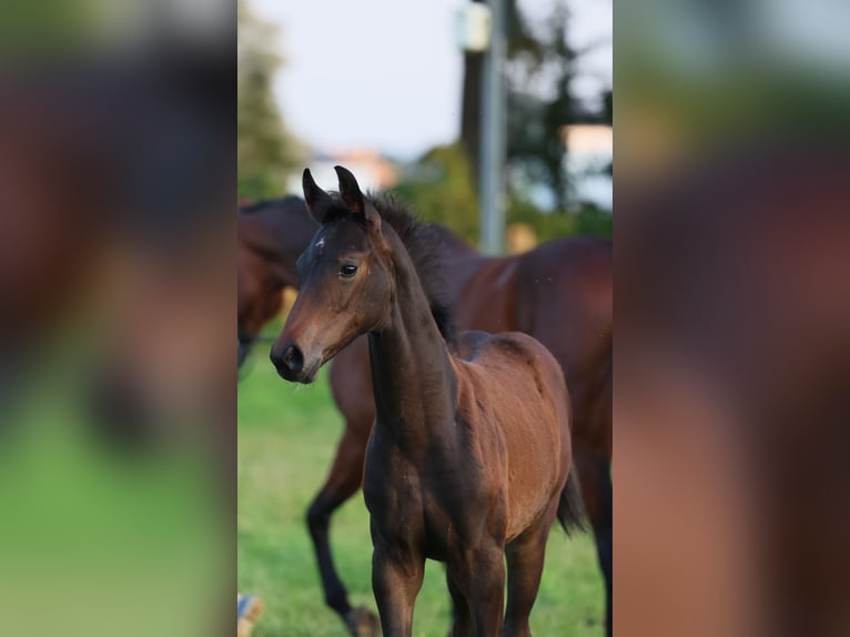 Westfaal Merrie veulen (05/2024) 170 cm Donkerbruin in Lippstadt